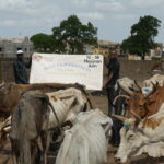 Mali Kurban Organizasyonu